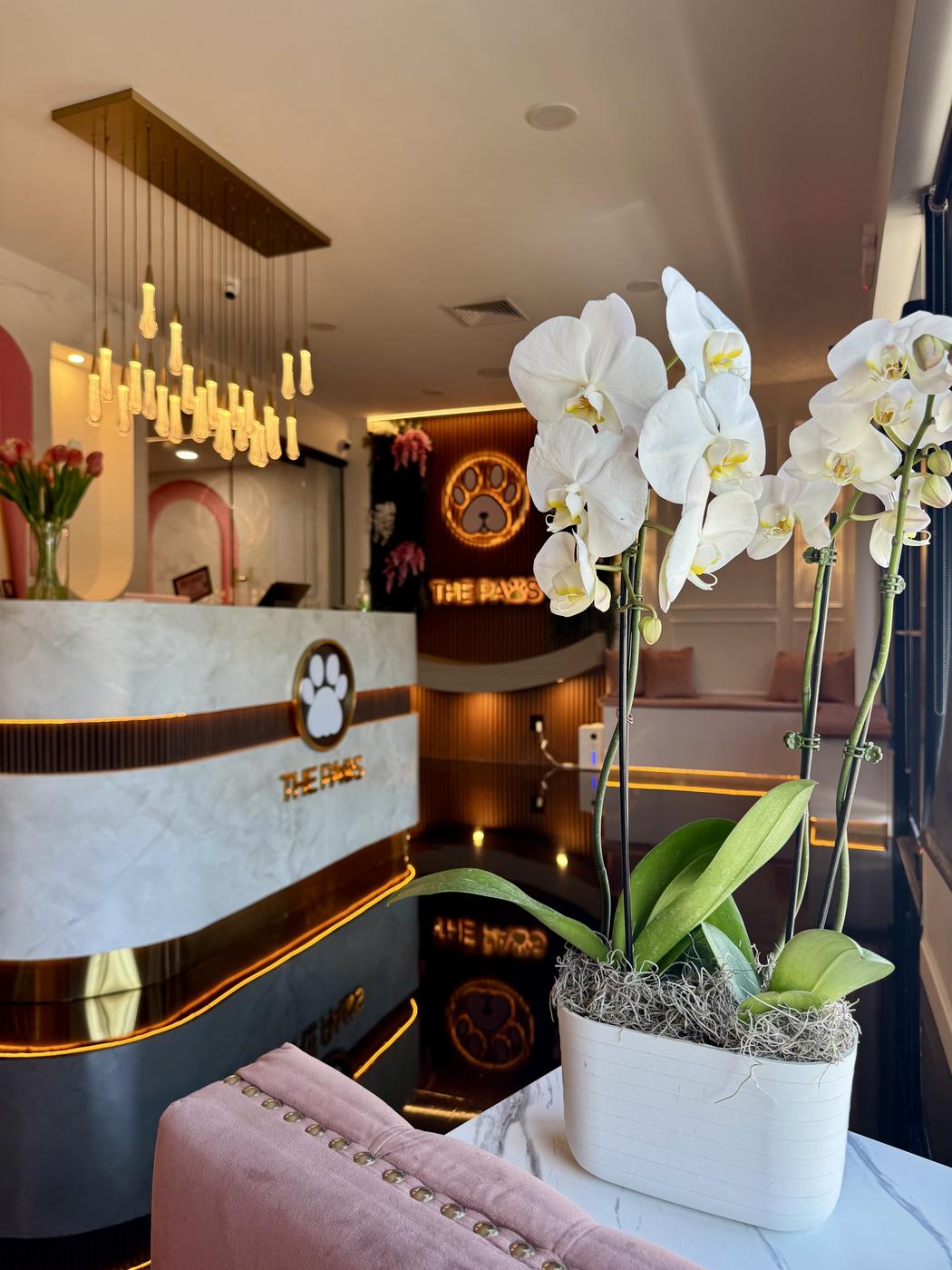 The Paws luxury pet salon interior — marble reception desk, Staten Island NY